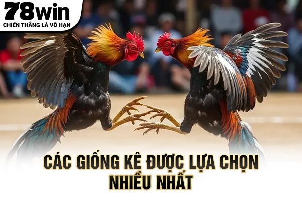 Các giống kê được lựa chọn nhiều nhất