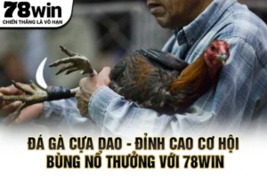 Đá gà cựa dao