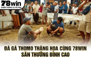 Đá gà Thomo