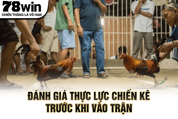 Đánh giá thực lực chiến kê trước khi vào trận