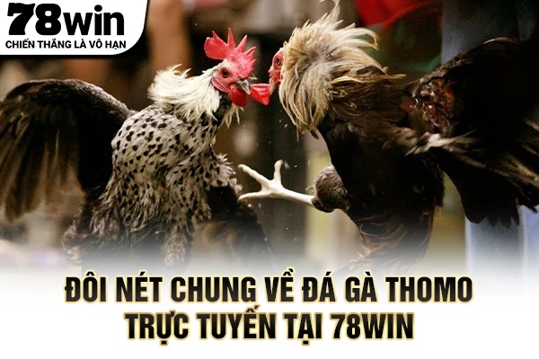 Đôi nét chung về đá gà thomo trực tuyến tại 78WIN