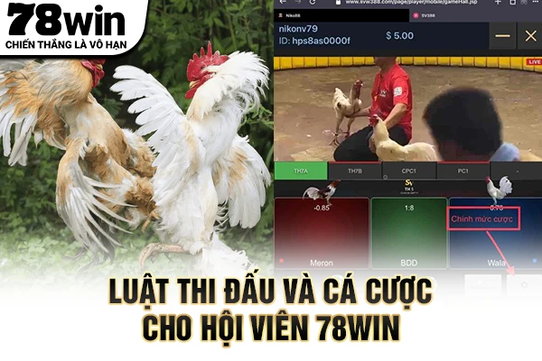 Luật thi đấu và cá cược cho hội viên 78WIN
