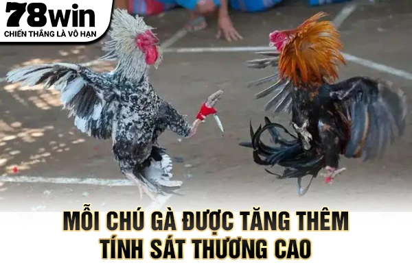 Mỗi chú gà được tăng thêm tính sát thương cao