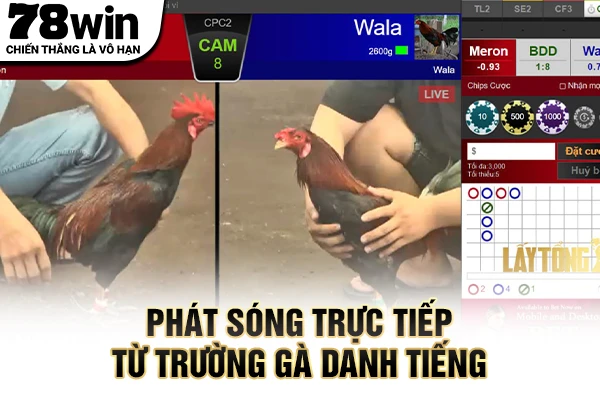 Phát sóng trận đấu từ trường gà danh tiếng
