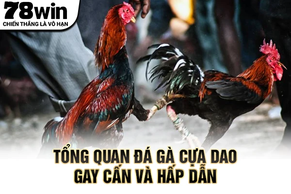Tổng quan đá gà cựa dao gay cấn và hấp dẫn