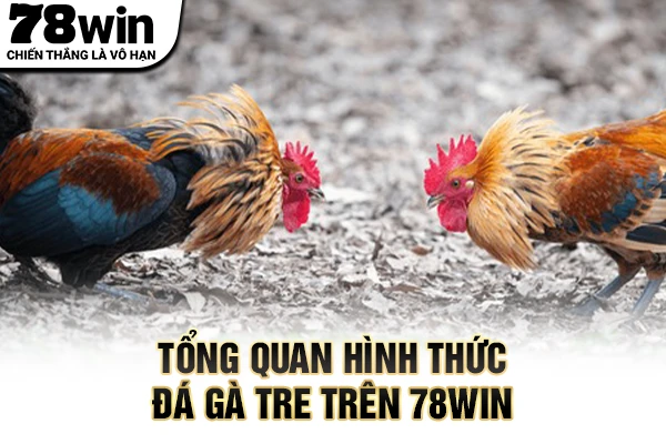 Tổng quan hình thức đá gà tre trên 78WIN