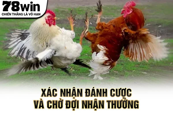 Xác nhận đánh cược và chờ đợi nhận thưởng
